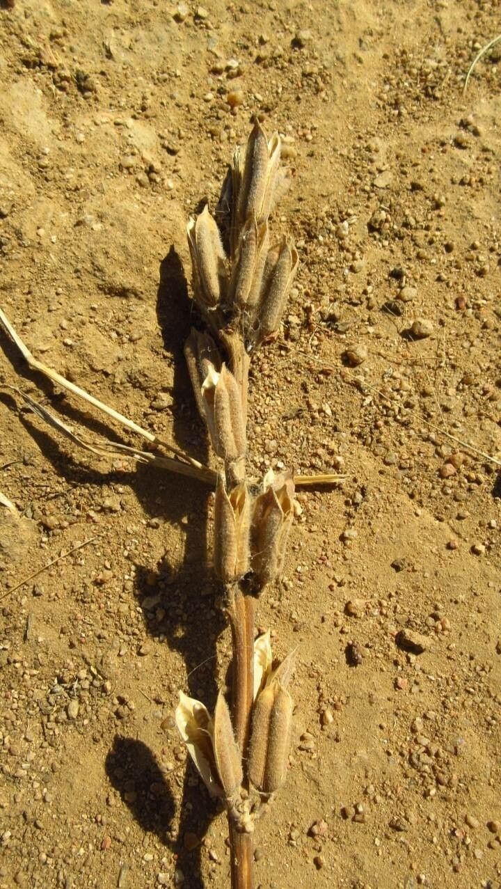 Sesamum orientale fruit