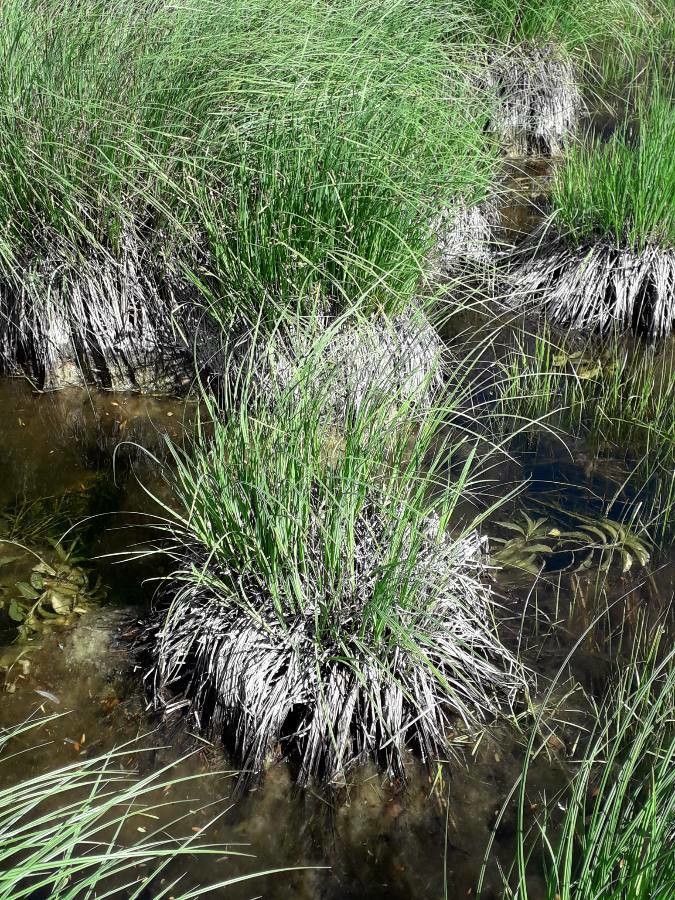 Carex paniculata leaf