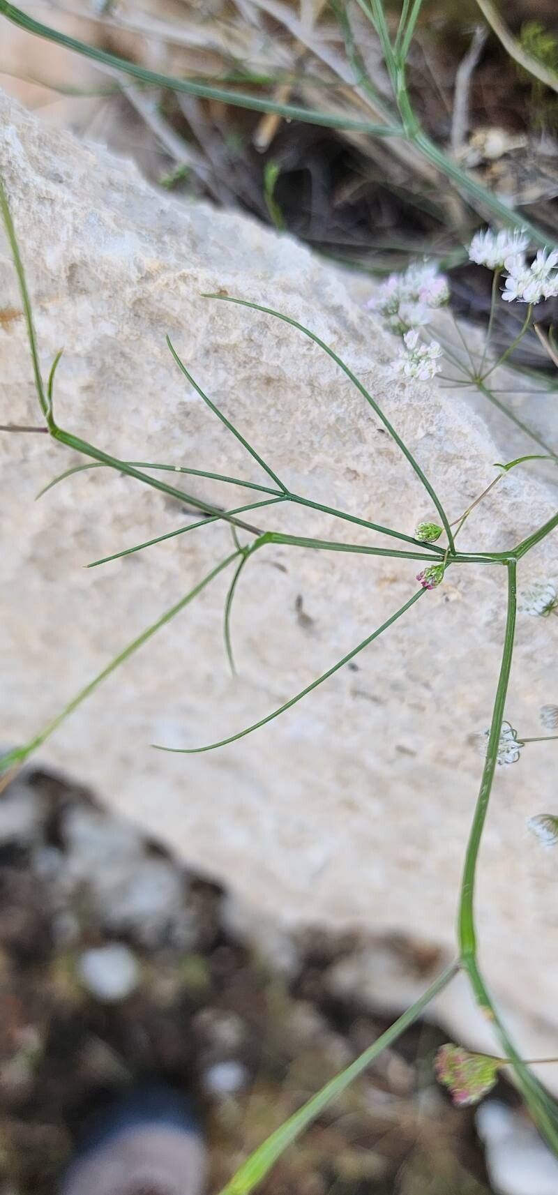 Pimpinella barbata leaf