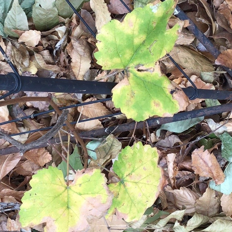 Vitis silvestrii — search result for 'Vitis'