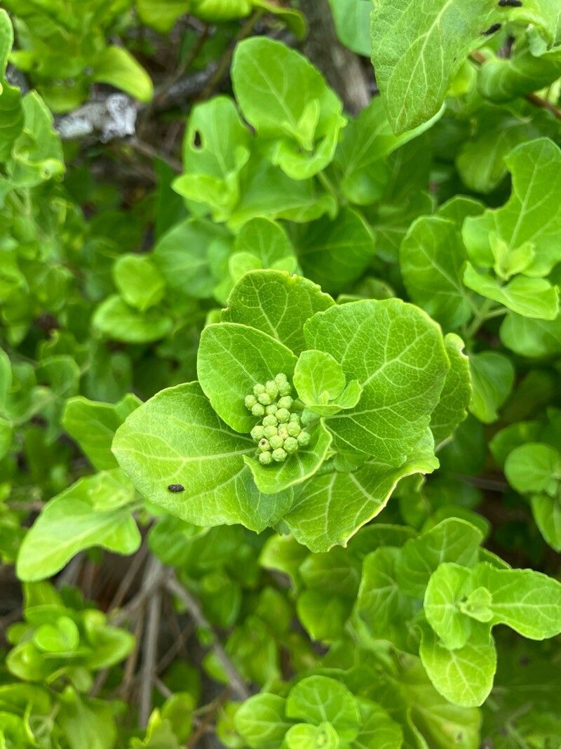 Chromolaena integrifolia — search result for 'Chromolaena'