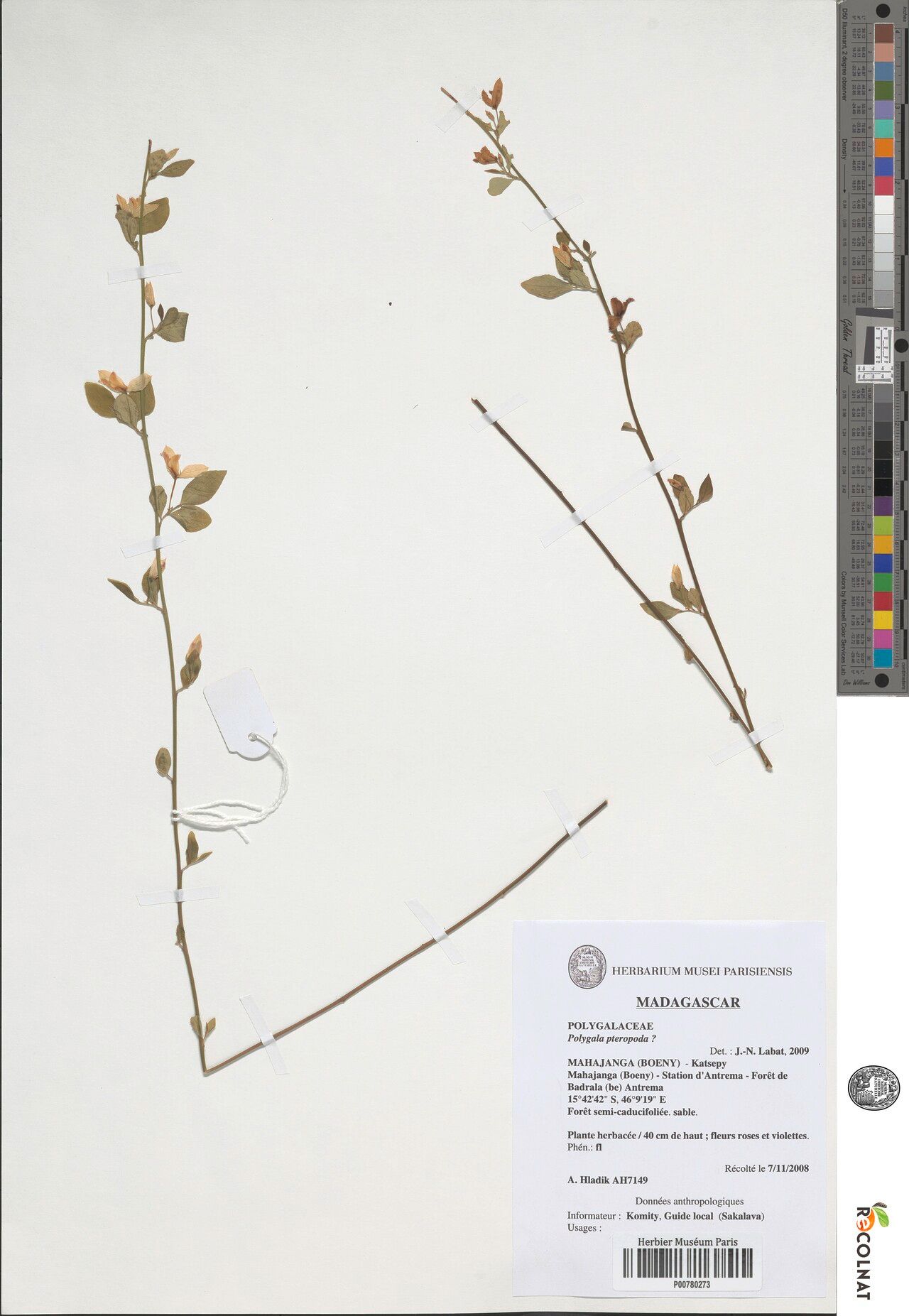 Polygala pteropoda — houseplant care guide