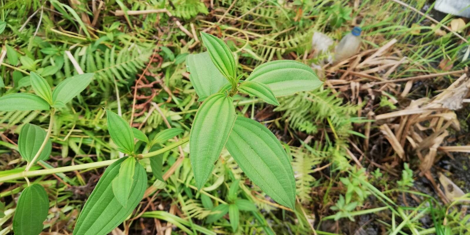 Melastomastrum autranianum — related species from the same genus