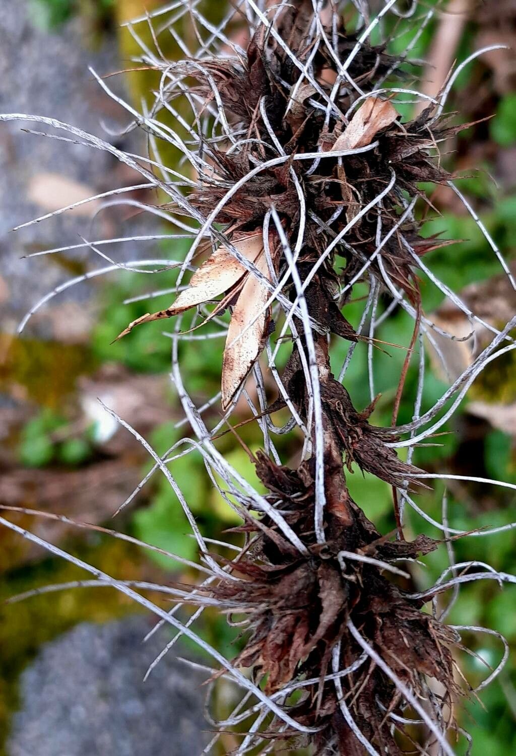 Caragana jubata fruit