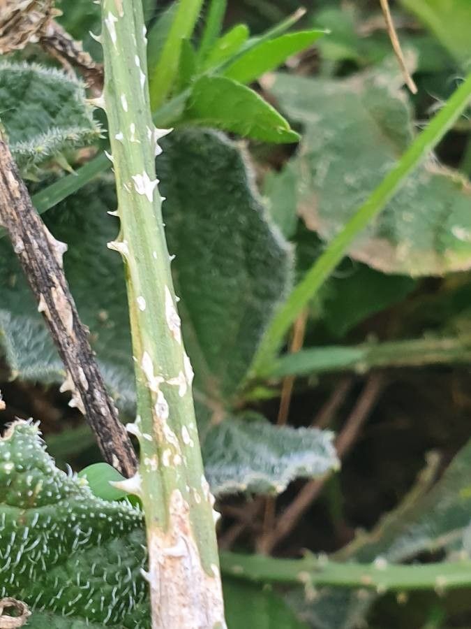 Cucumis aculeatus bark