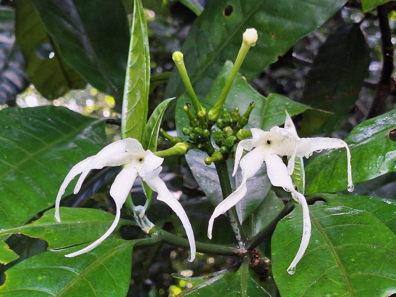Tabernaemontana odoratissima flower