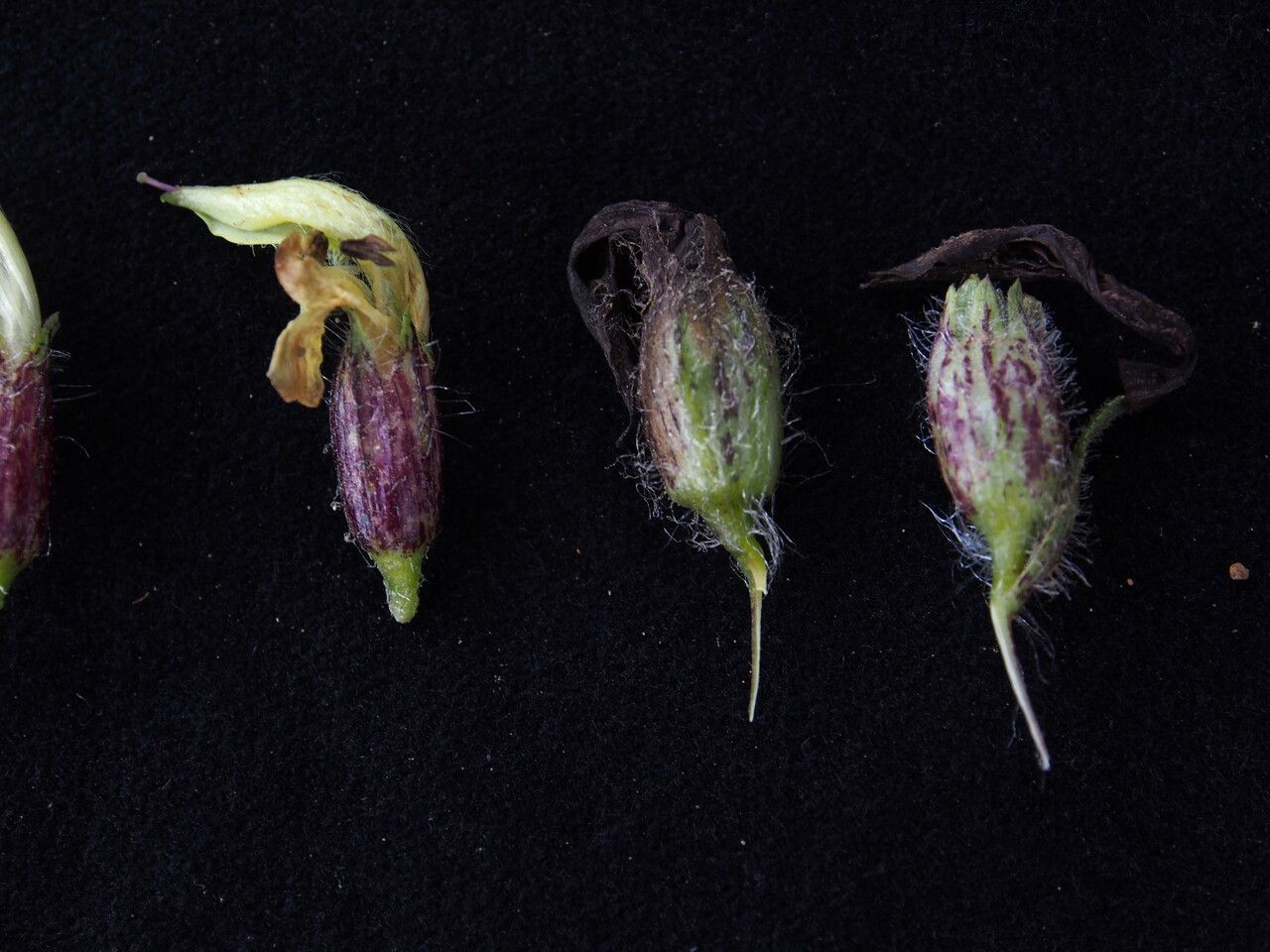 Pedicularis anserantha fruit