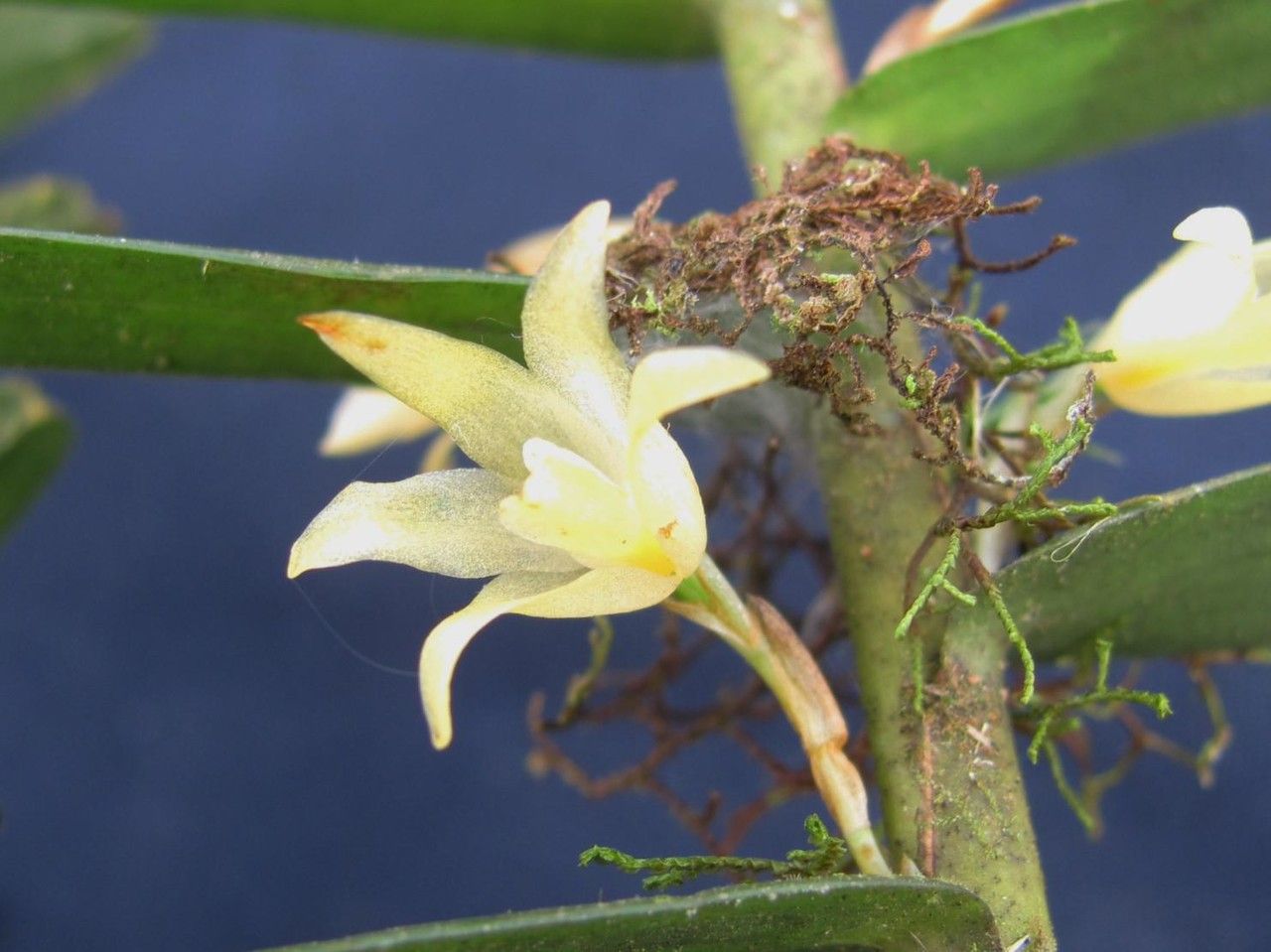 Camaridium dendrobioides flower