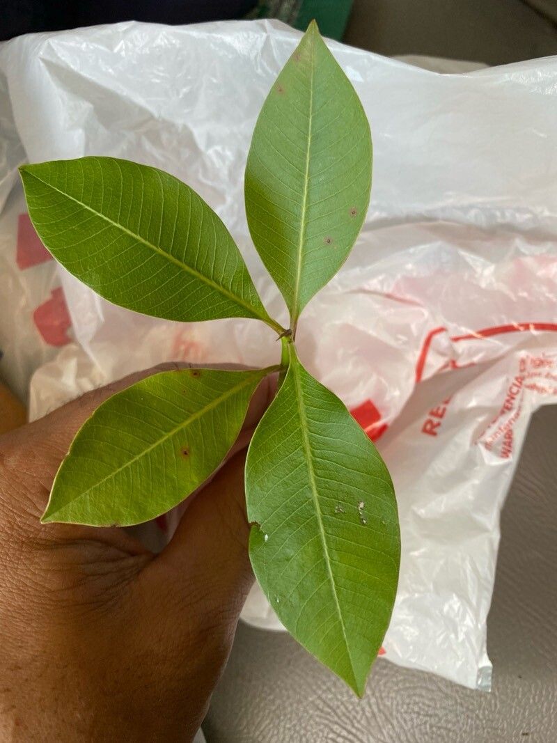 Plumeria subsessilis — search result for 'Plumeria'