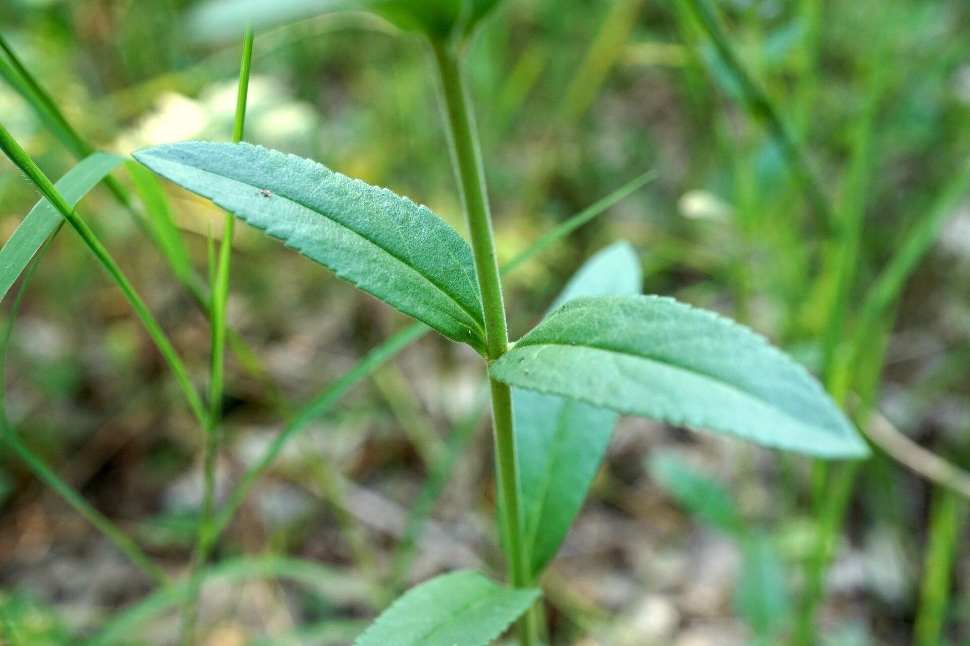 Veronica spuria — search result for 'Veronica'