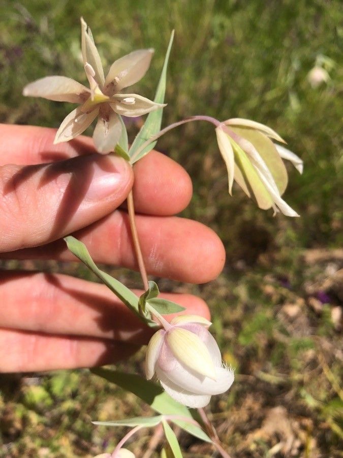 Calochortus albus other