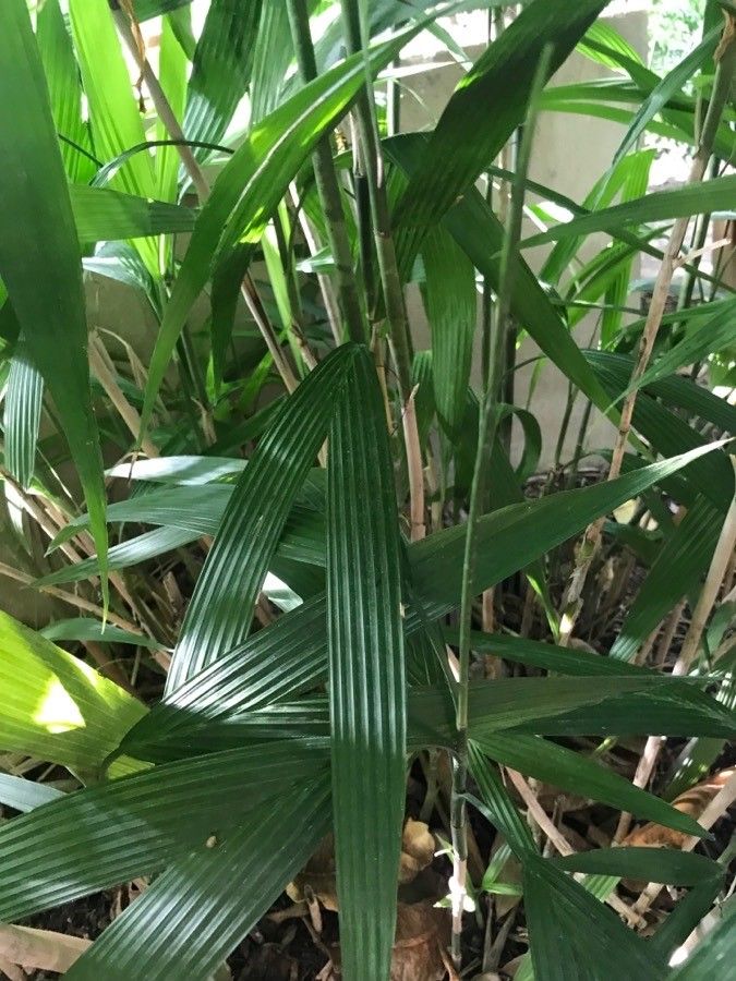 Chamaedorea fragrans leaf