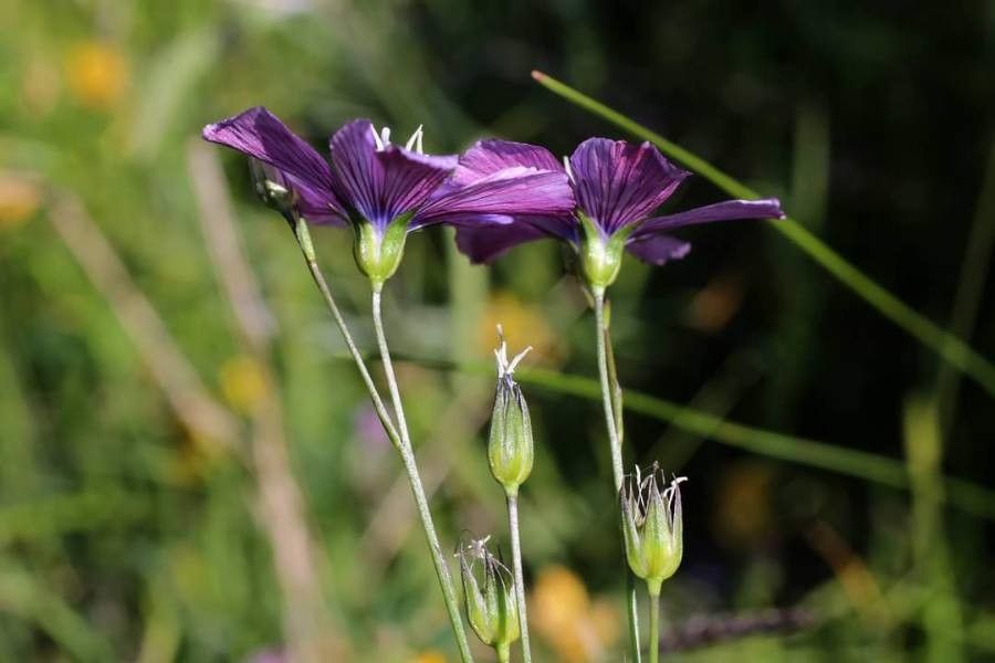 Linum hologynum other