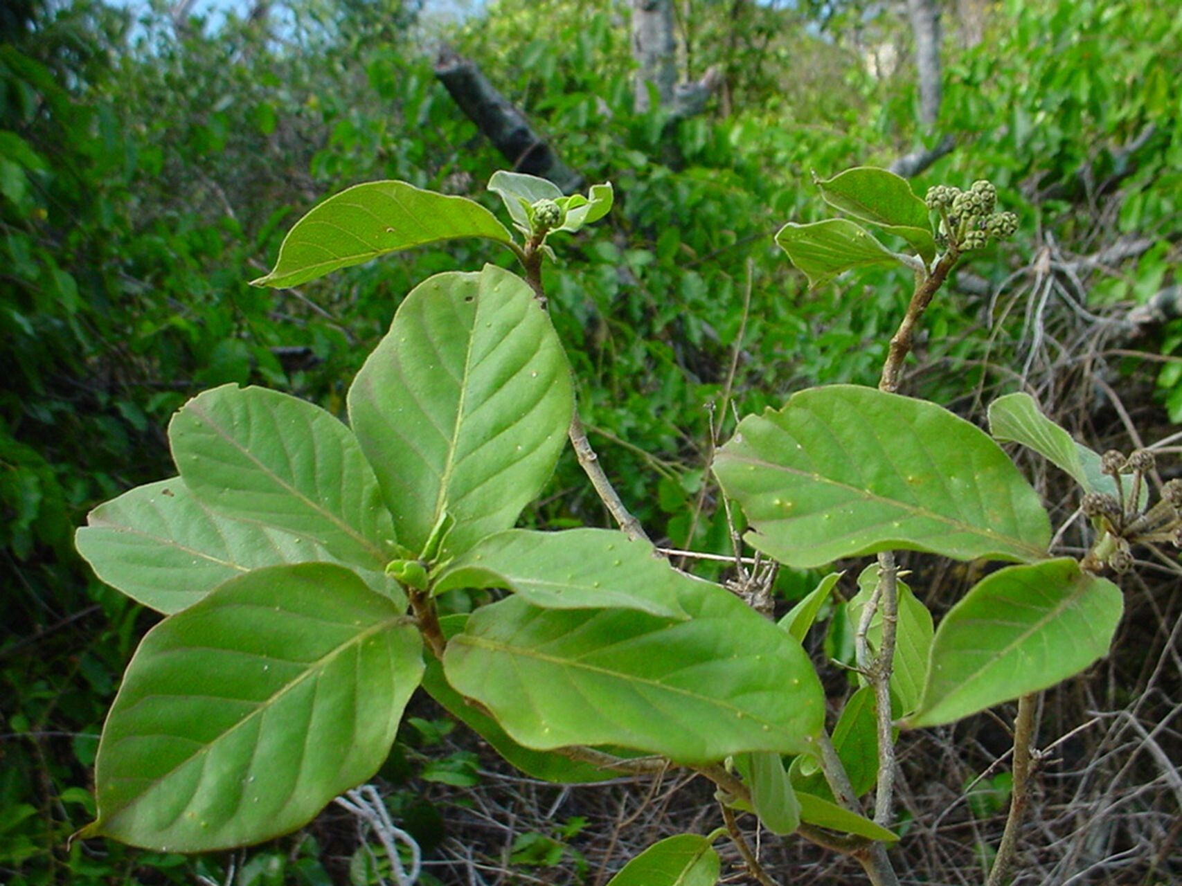 Gynochthodes mollis habit