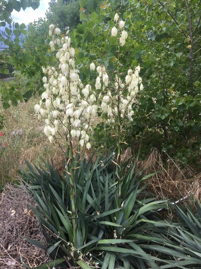 Yucca necopina flower