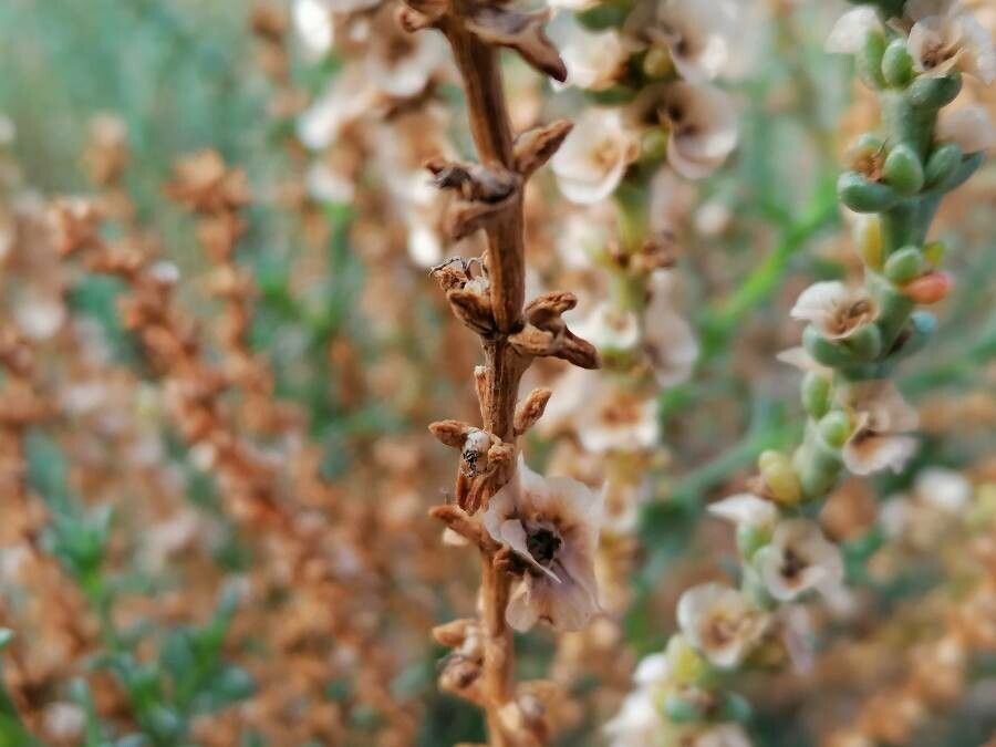 Salsola oppositifolia fruit