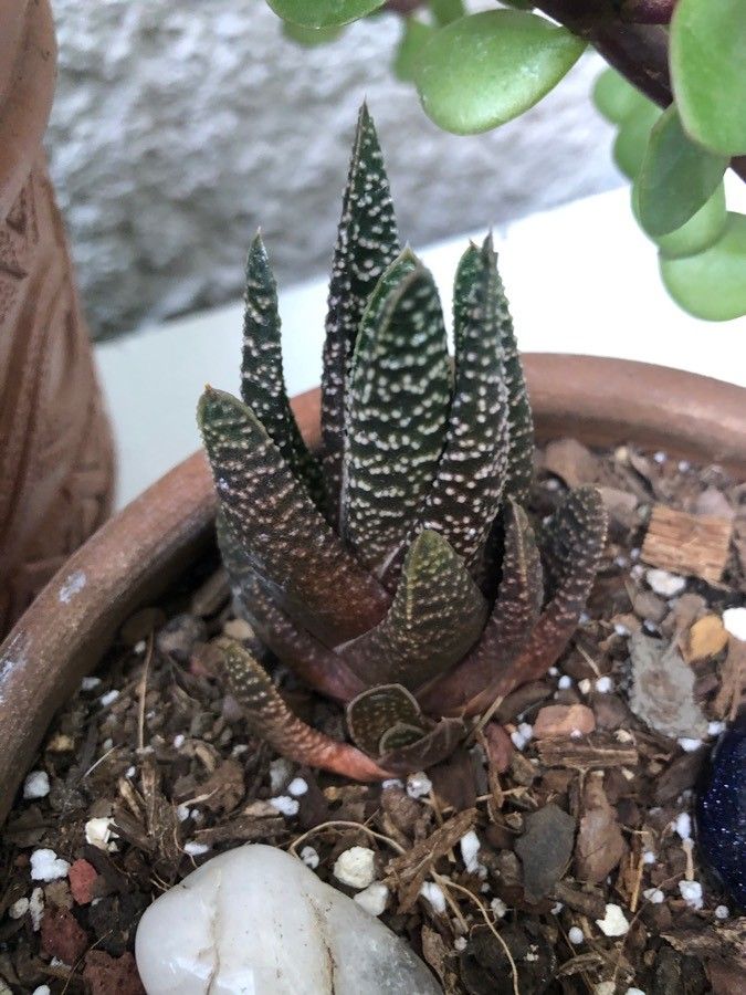 Haworthia coarctata flower