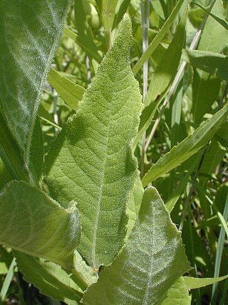 Verbesina helianthoides habit