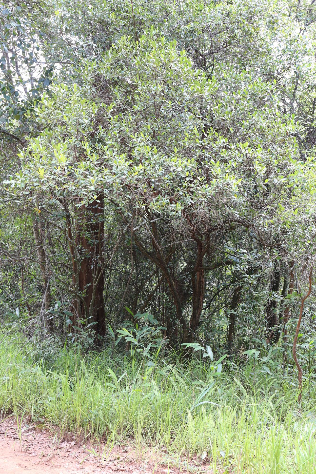 Memecylon flavovirens habit