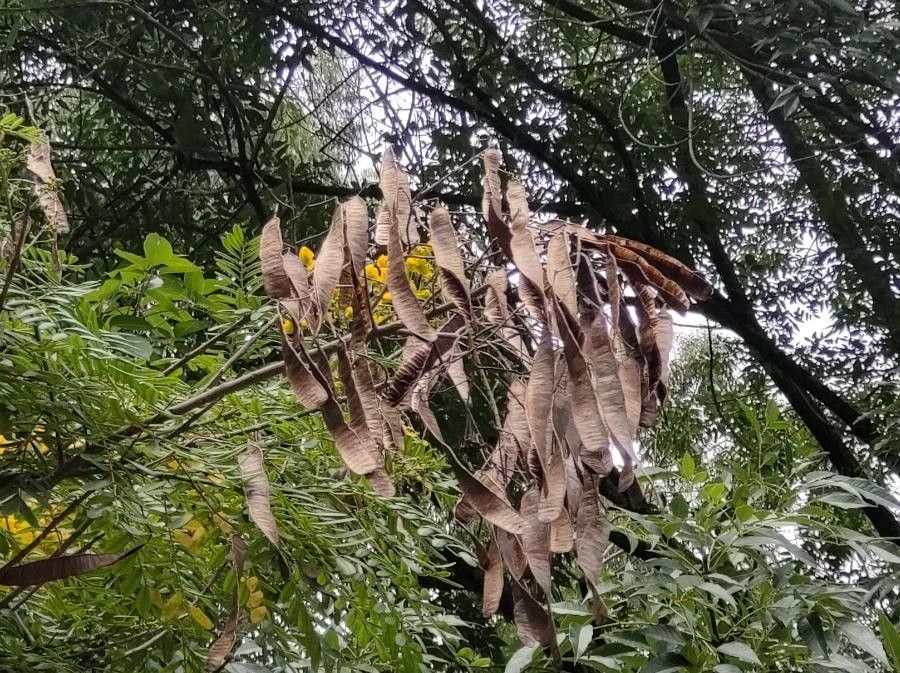 Senna multijuga fruit