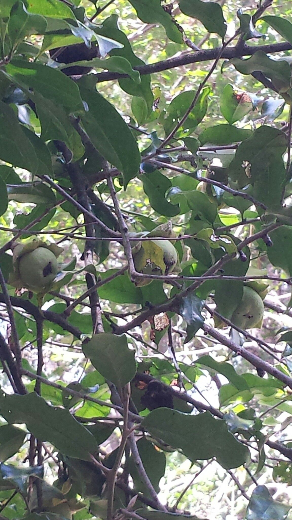 Diospyros comorensis fruit