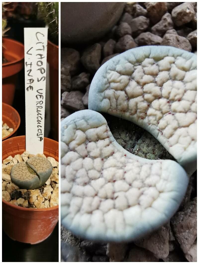 Lithops verruculosa — search result for 'Lithops'