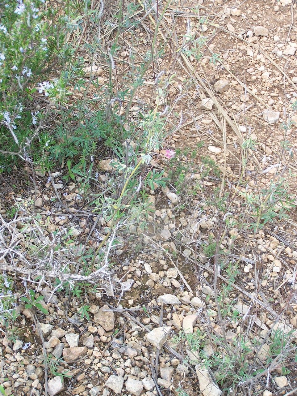 Ebenus pinnata habit