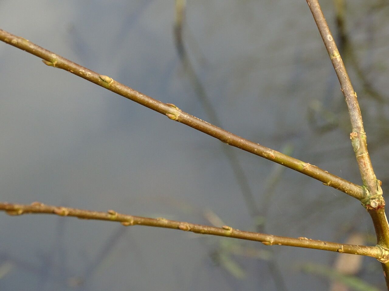 Salix × mollissima bark