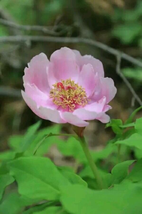 Paeonia kesrouanensis — search result for 'Syria'
