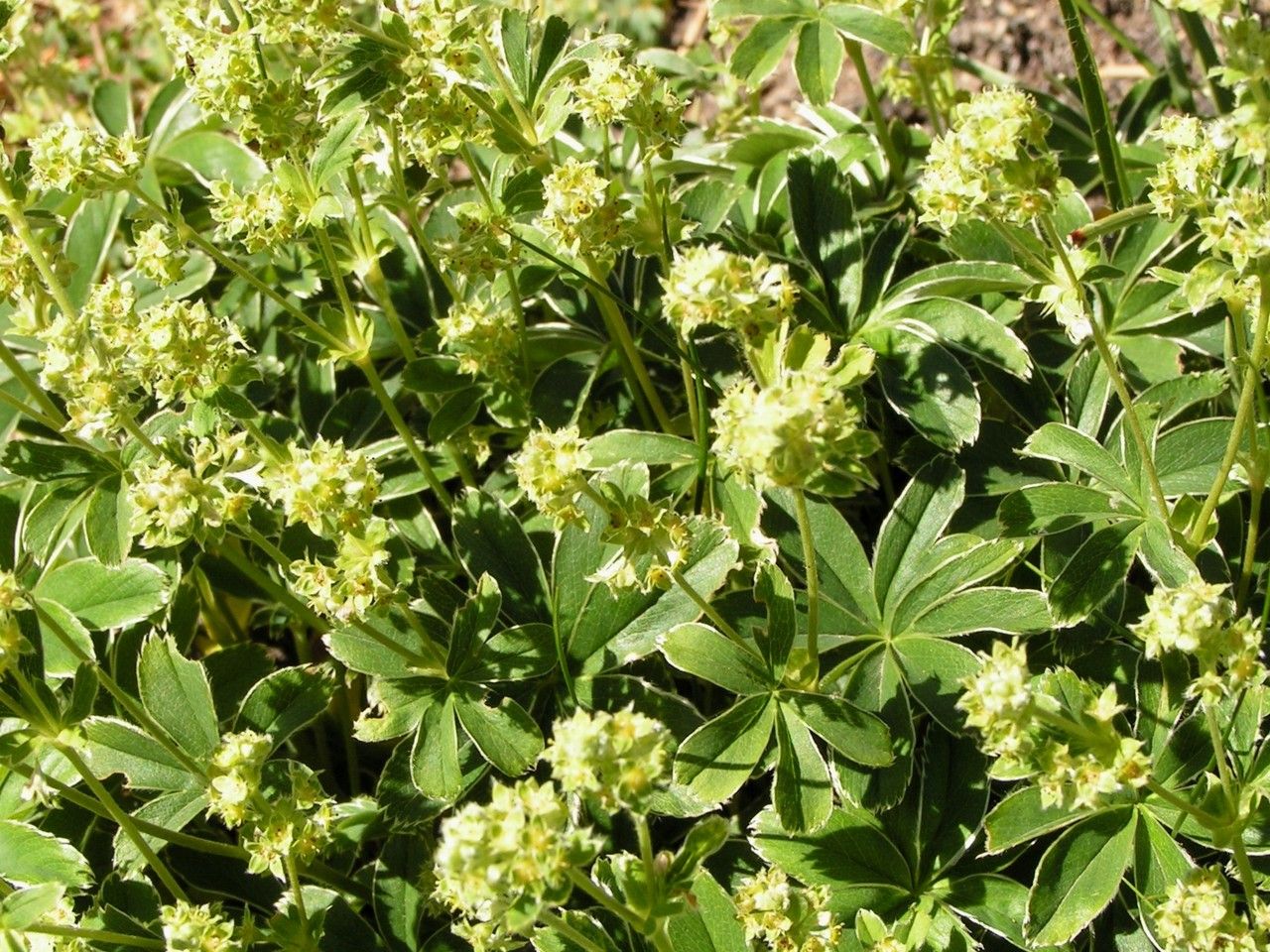 Alchemilla alpigena habit