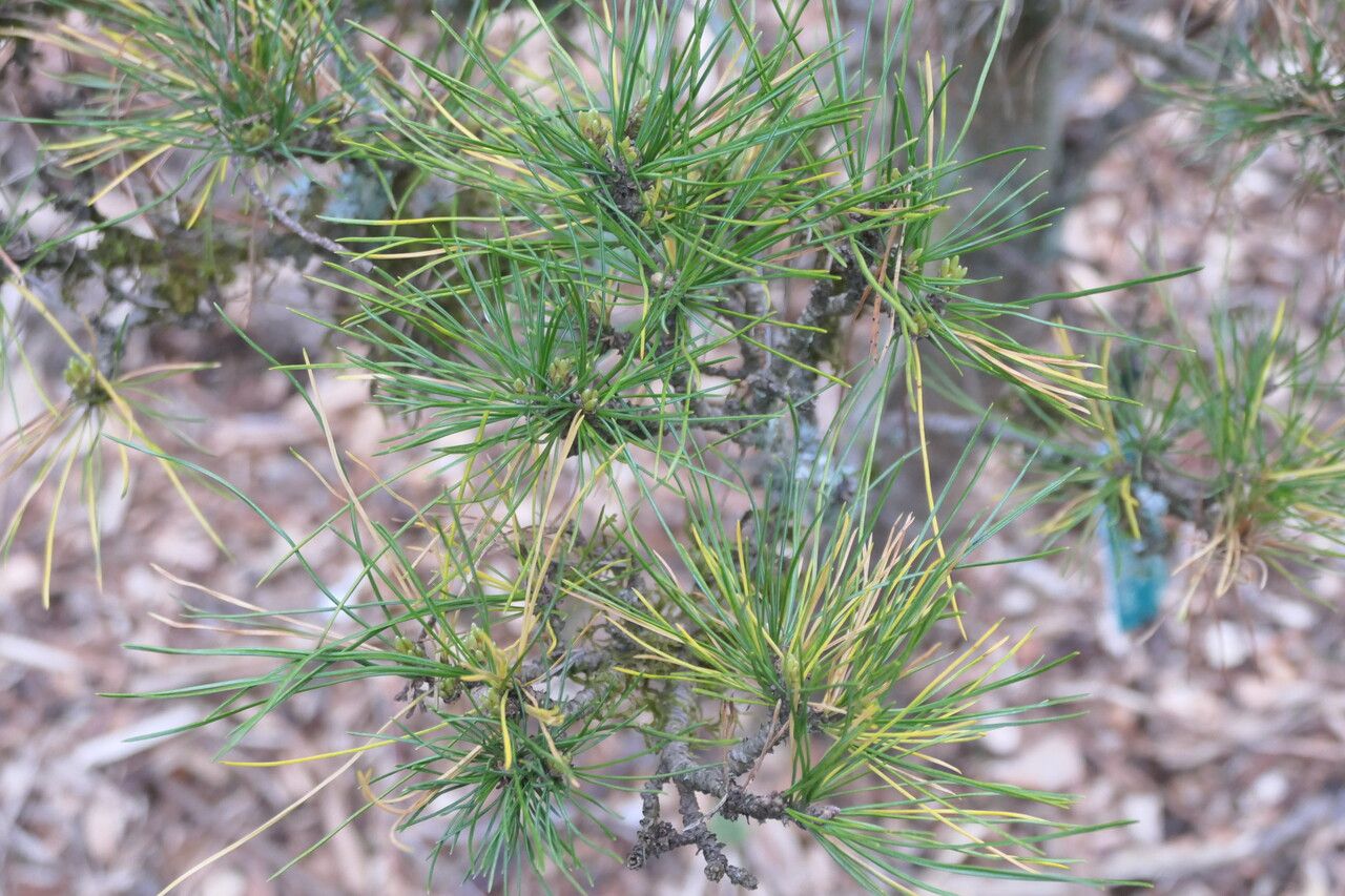 Pinus sibirica — search result for 'Pinus'