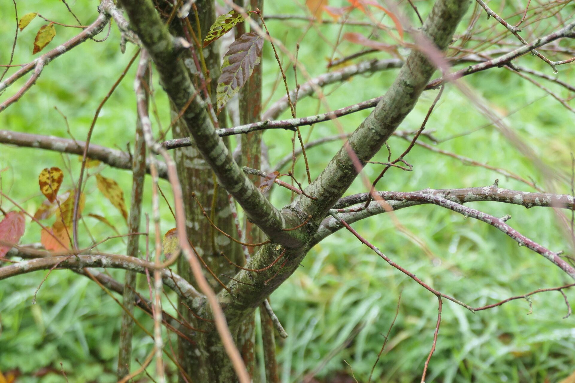 Carpinus viminea bark