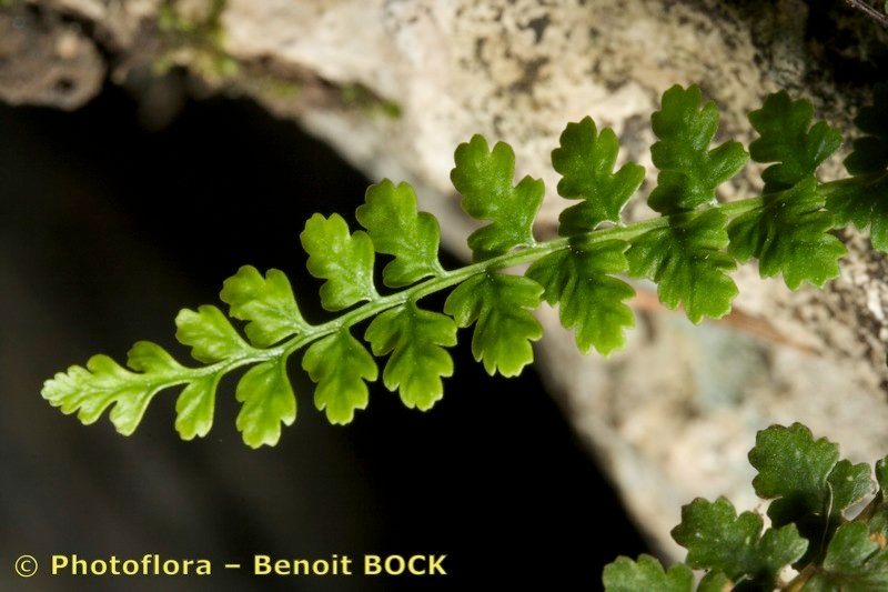 Asplenium majoricum — search result for 'Aspleniaceae'