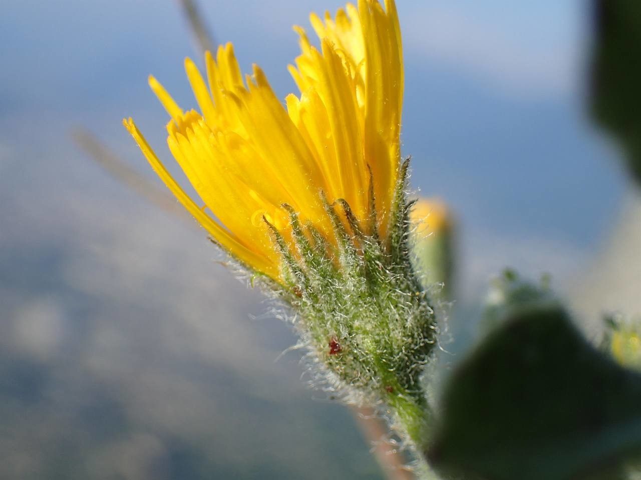 Hieracium pilosum flower