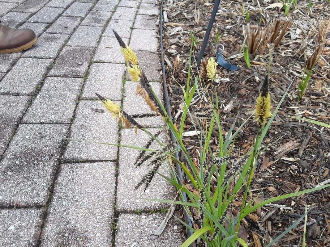 Carex barrattii — search result for 'Clethra'