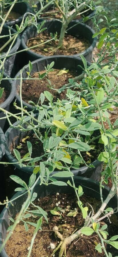 Indigofera oblongifolia — search result for 'Indigofera'