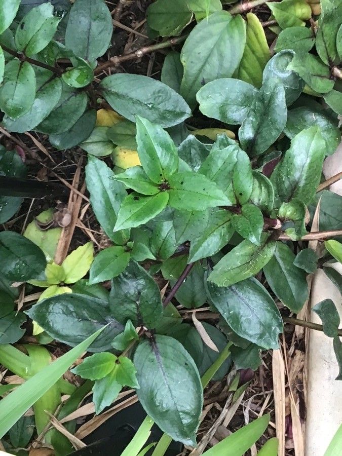 Lysionotus pauciflorus — houseplant care guide