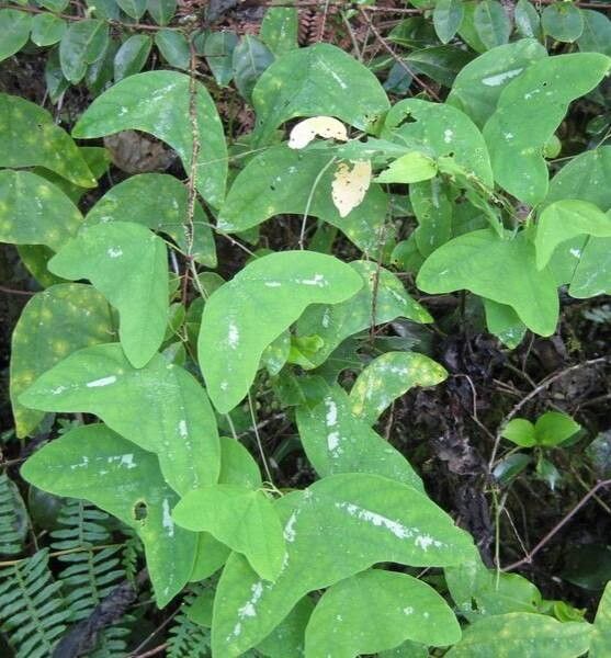 Passiflora colinvauxii leaf