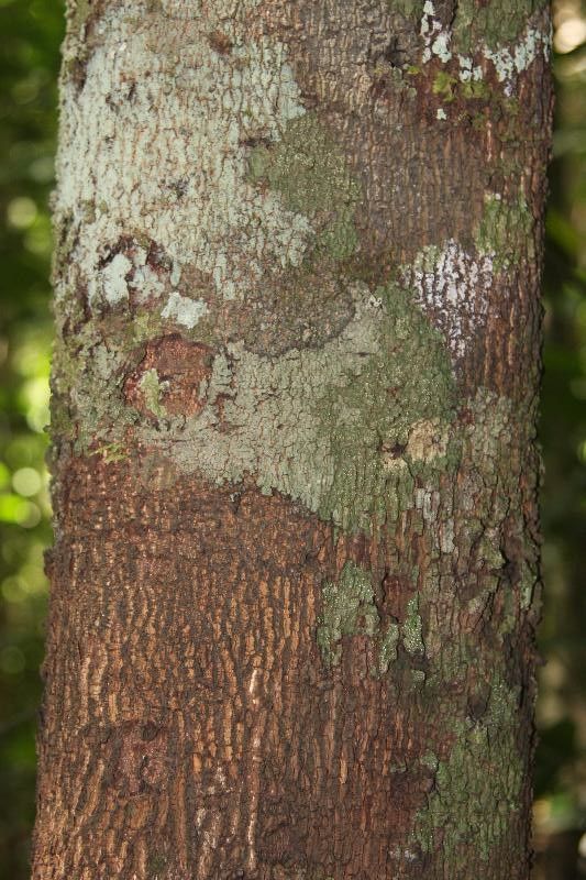 Xylopia pulcherrima bark