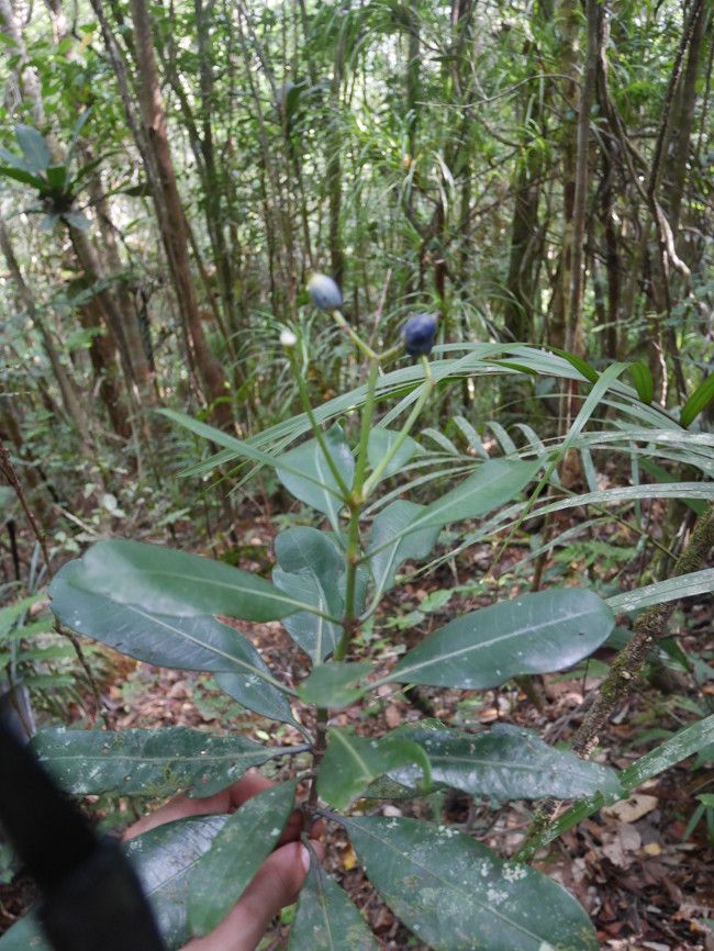 Psychotria amieuensis — houseplant care guide