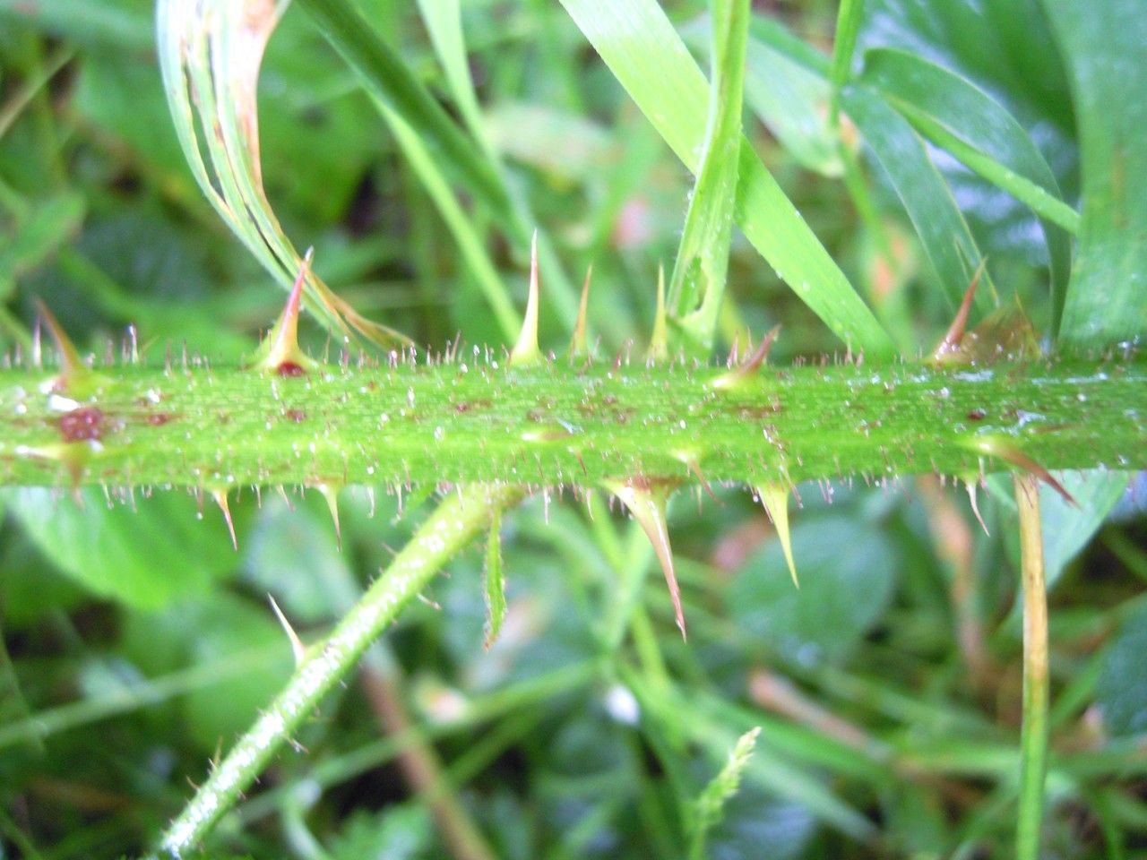 Rubus tamarensis bark