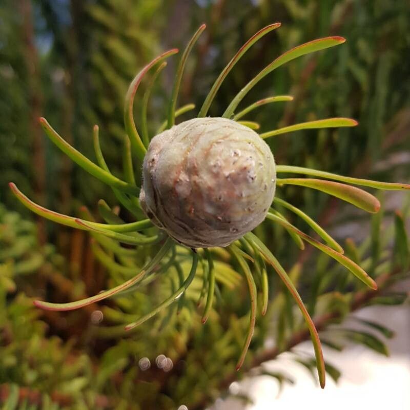 Leucadendron galpinii fruit