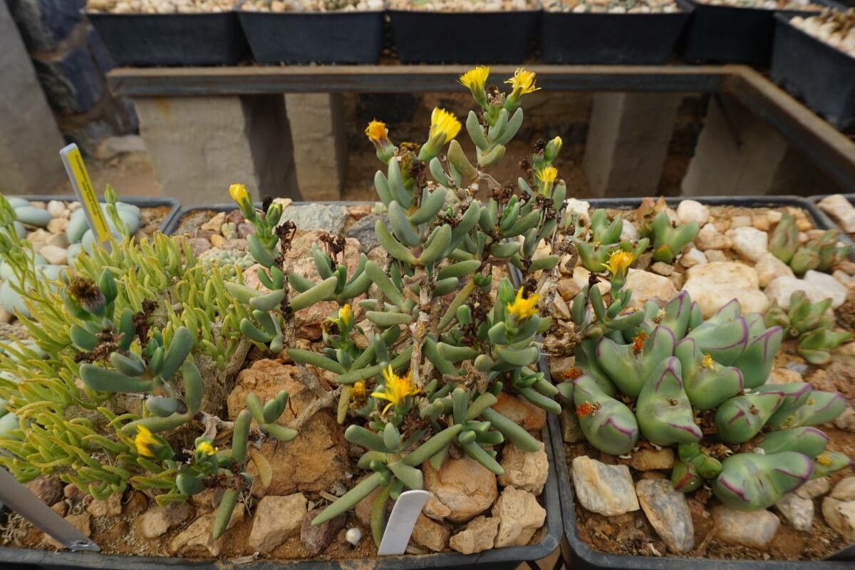 Malephora lutea flower