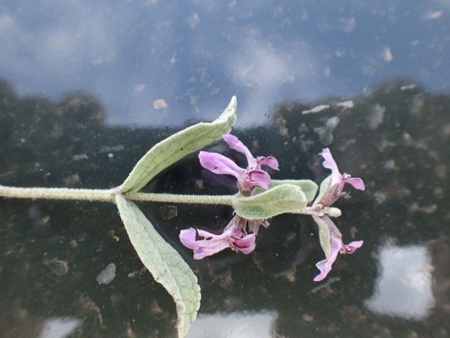 Stachys argillicola flower