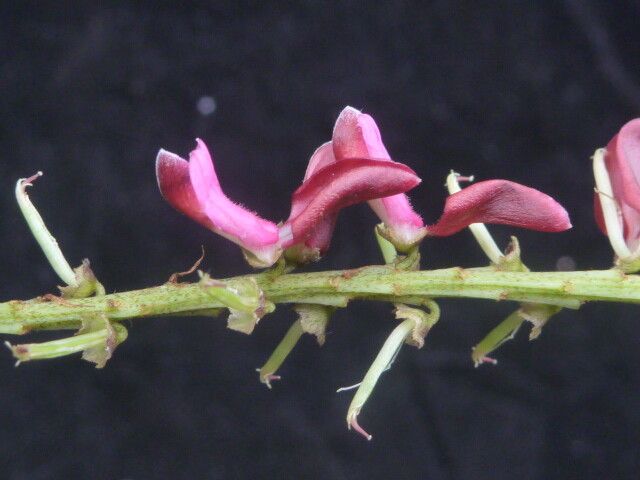 Indigofera atropurpurea habit