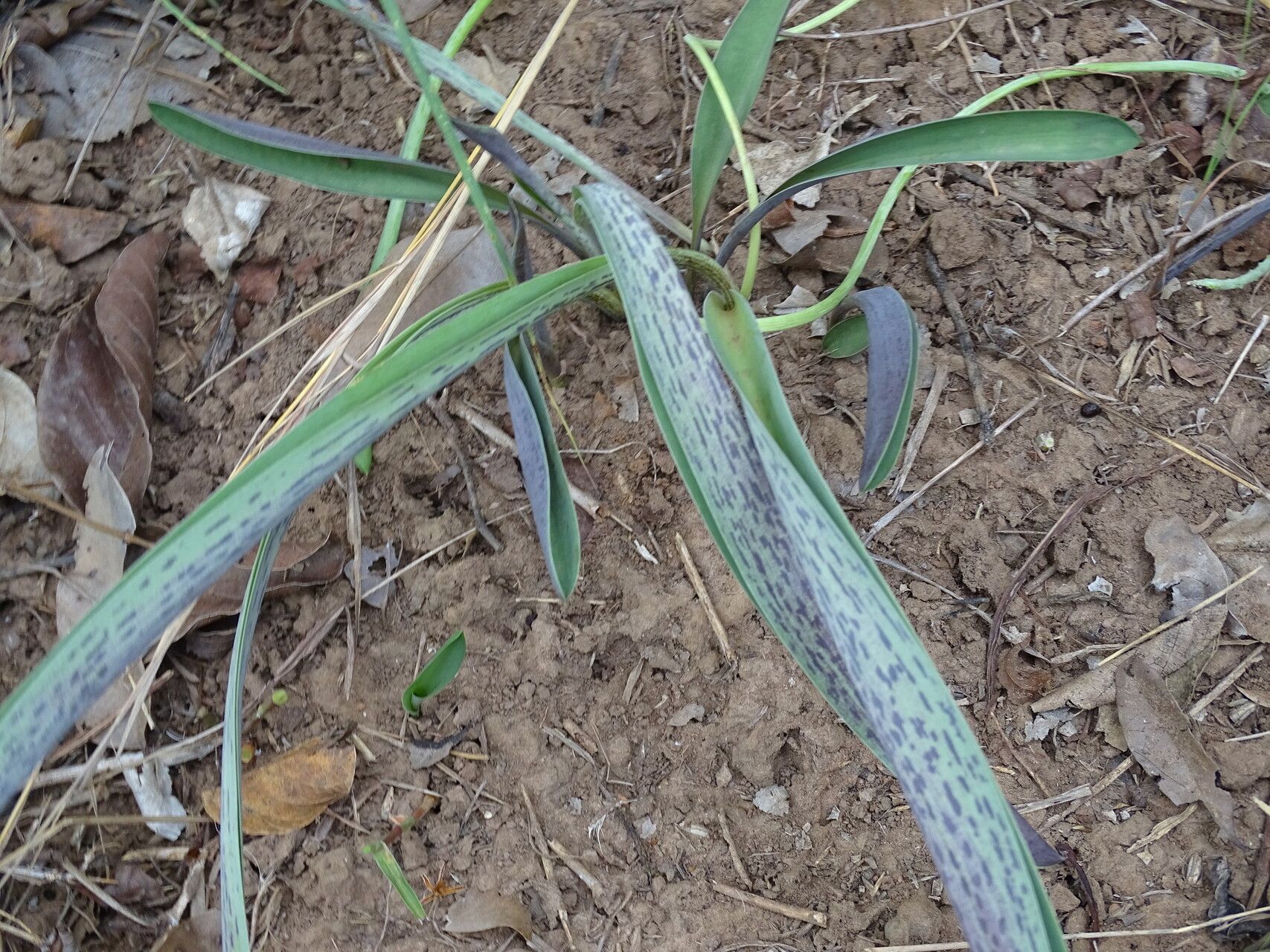 Ledebouria sudanica — search result for 'Ledebouria'