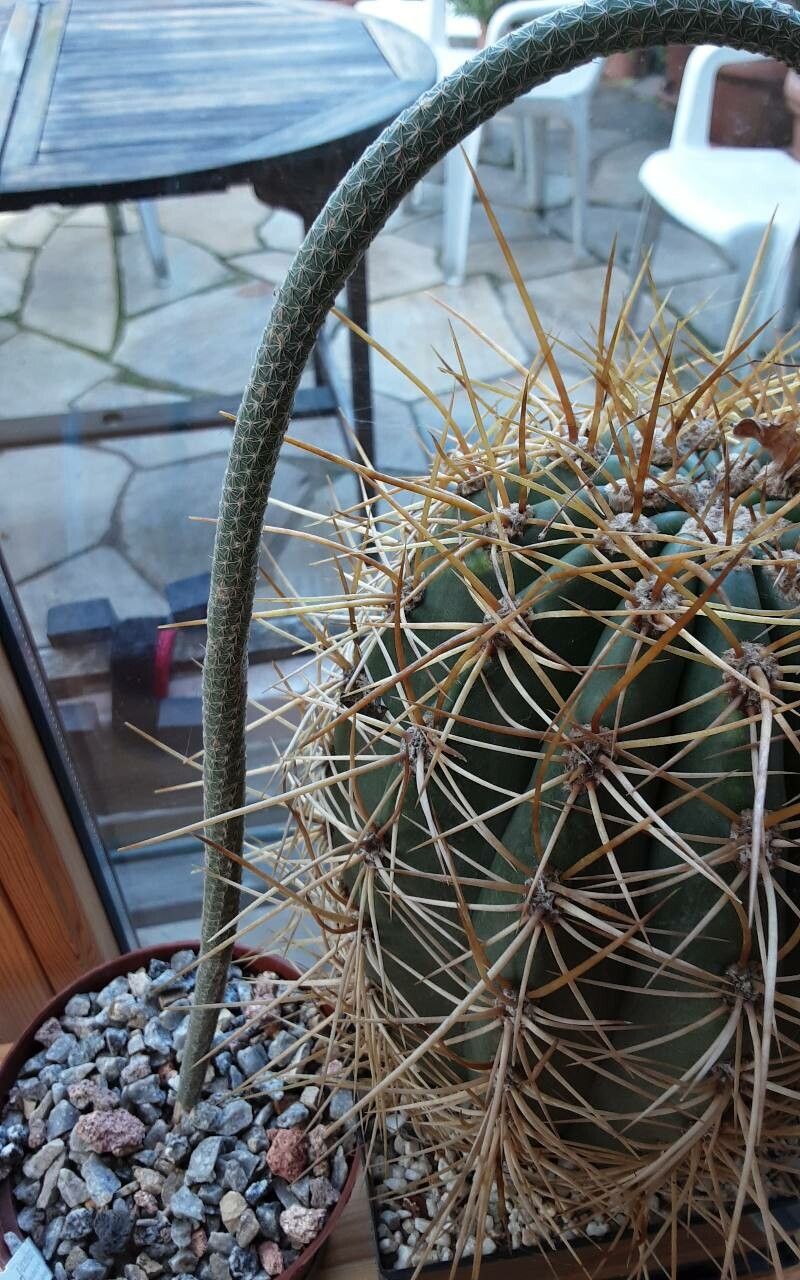 Cleistocactus tenuiserpens — search result for 'Cleistocactus'