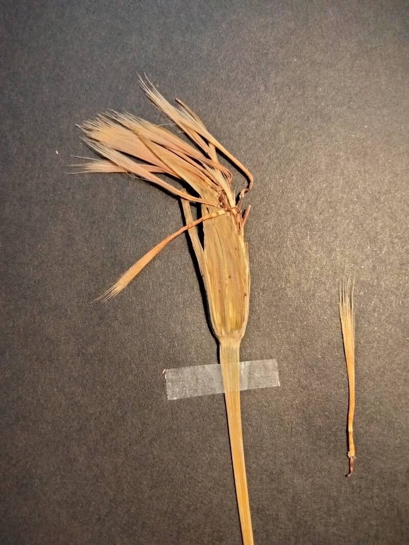 Tragopogon pterocarpus fruit