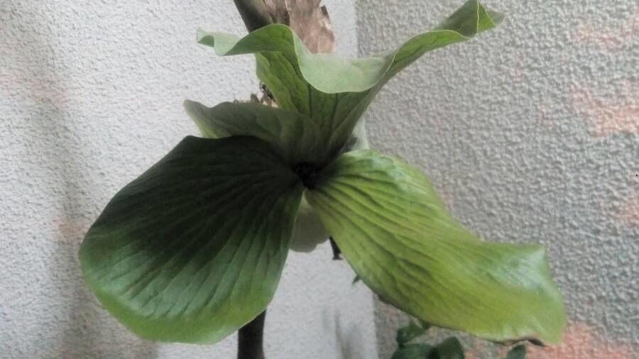 Platycerium stemaria other