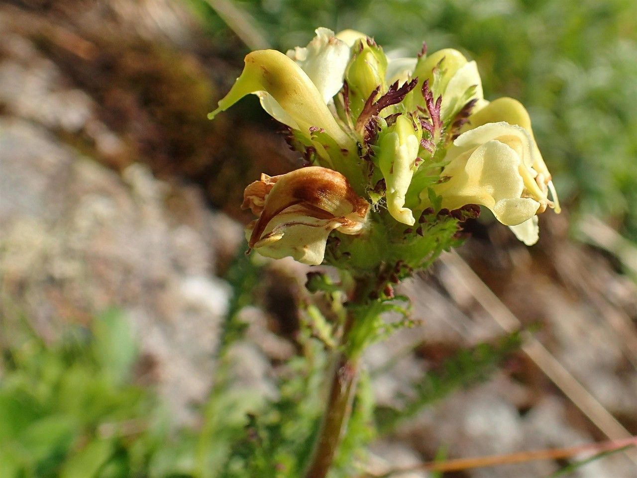 Pedicularis tuberosa fruit